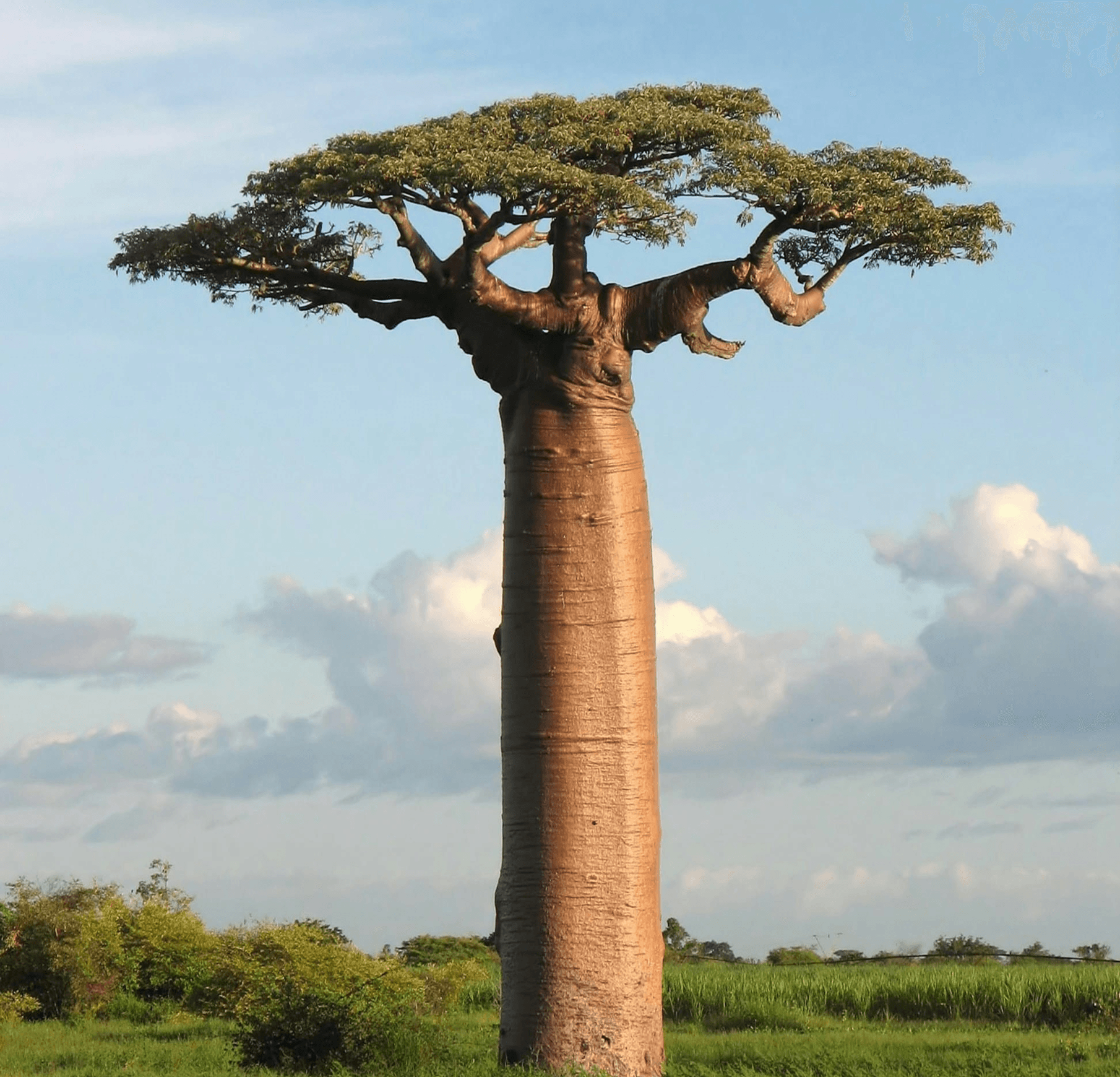 Africa
