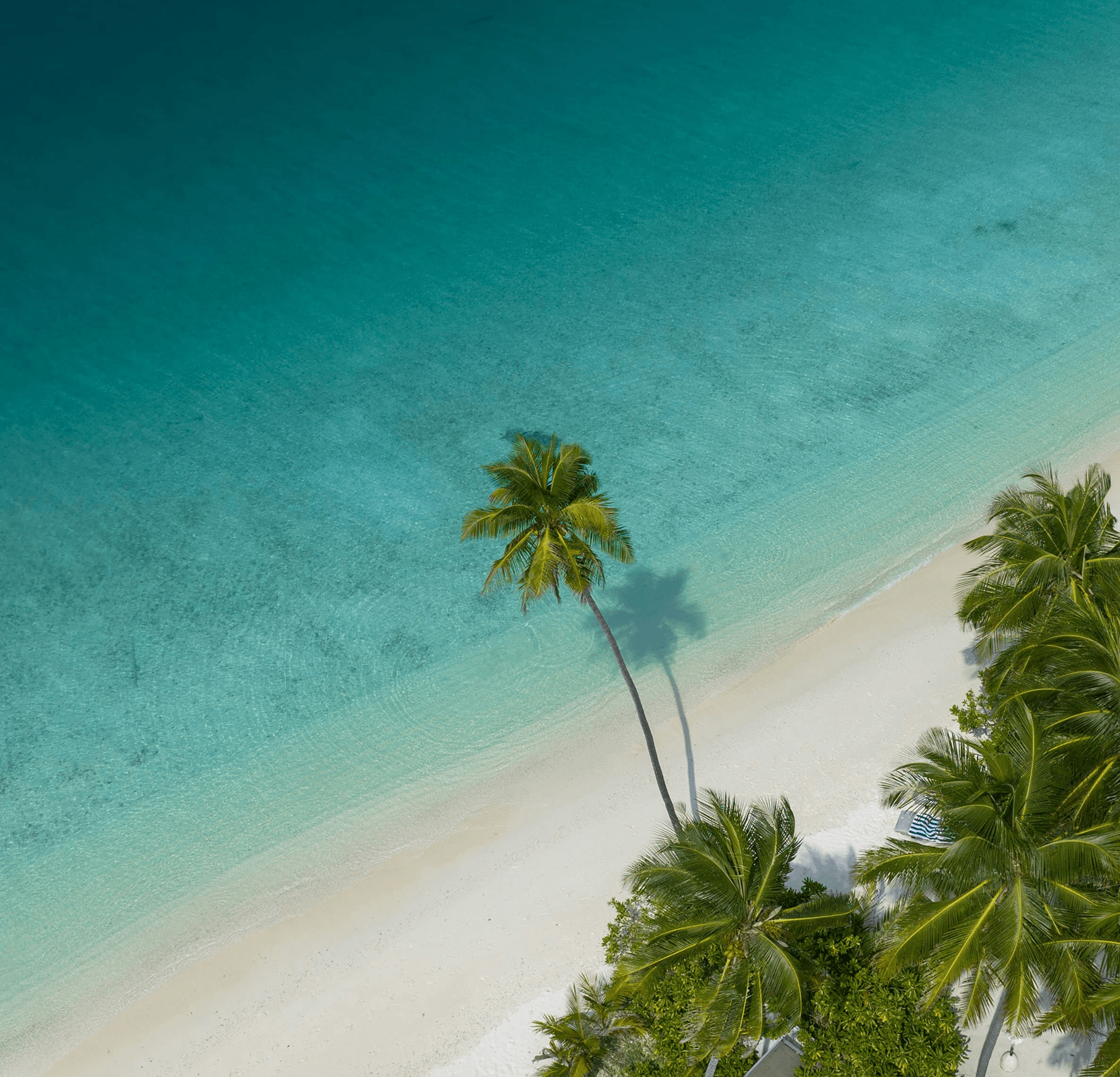 The Caribbean
